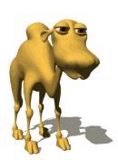 velbloud